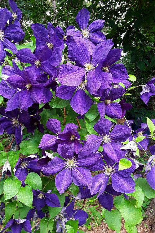  Jackmanii Superba Clematis - 1 Gallon Pot