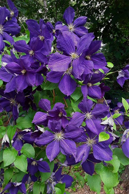  Jackmanii Superba Clematis - 1 Gallon Pot
