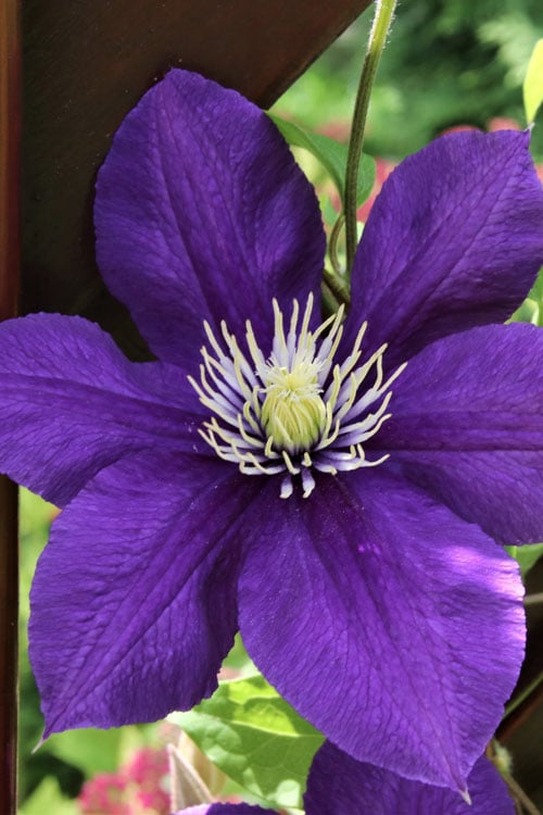  Jackmanii Superba Clematis - 1 Gallon Pot