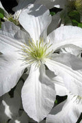  John Huxtable Clematis - 1 Gallon Pot