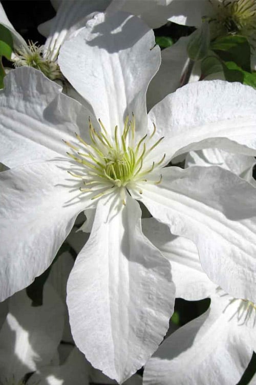  John Huxtable Clematis - 1 Gallon Pot