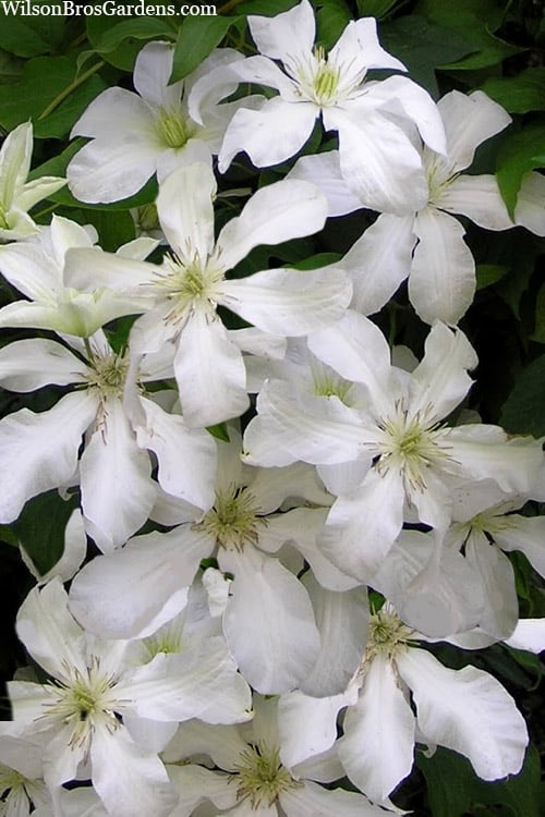  John Huxtable Clematis - 1 Gallon Pot