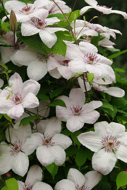  John Paul II Clematis - 1 Gallon Pot
