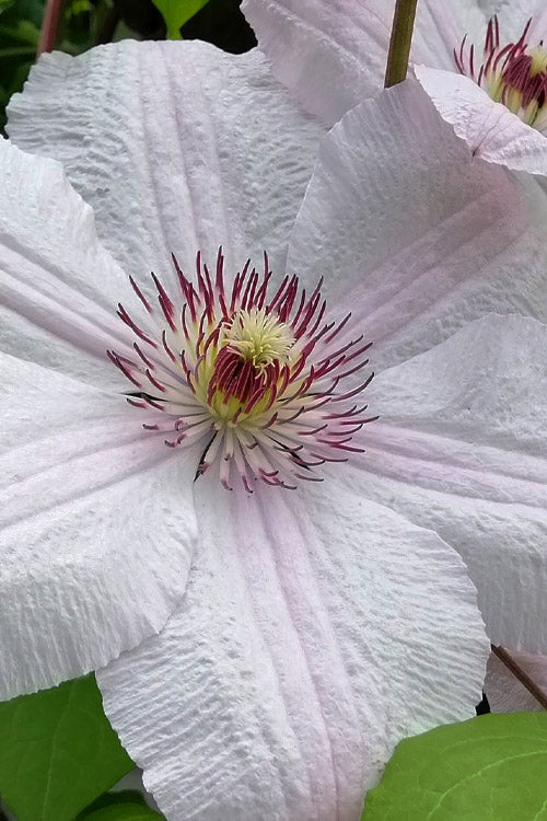  John Paul II Clematis - 1 Gallon Pot
