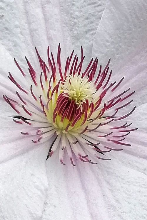 John Paul II Clematis - 1 Gallon Pot
