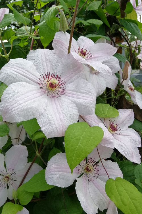  John Paul II Clematis - 1 Gallon Pot