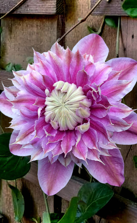  Josephine Clematis - 1 Gallon Pot