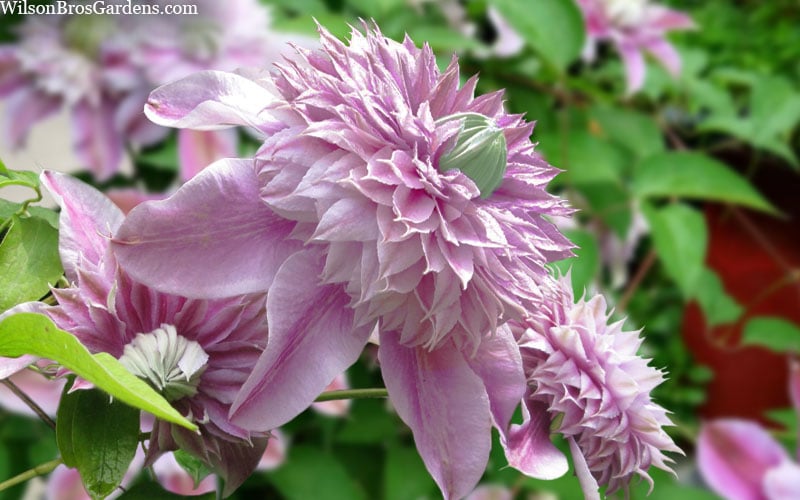  Josephine Clematis - 1 Gallon Pot