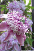  Josephine Clematis - 1 Gallon Pot