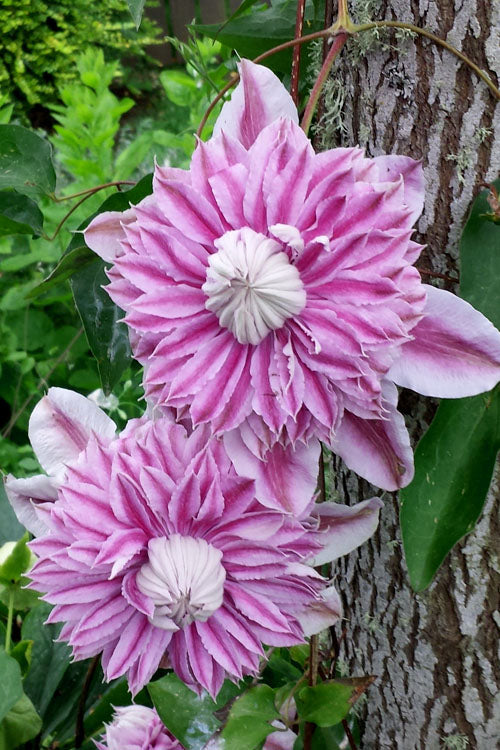  Josephine Clematis - 1 Gallon Pot