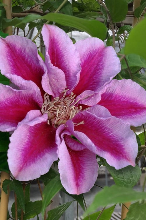  Killian Donahue Clematis - 1 Gallon Pot