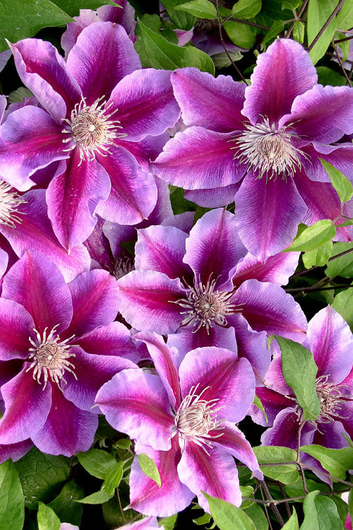  Killian Donahue Clematis - 1 Gallon Pot