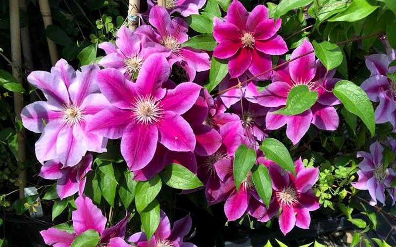 Killian Donahue Clematis - 1 Gallon Pot