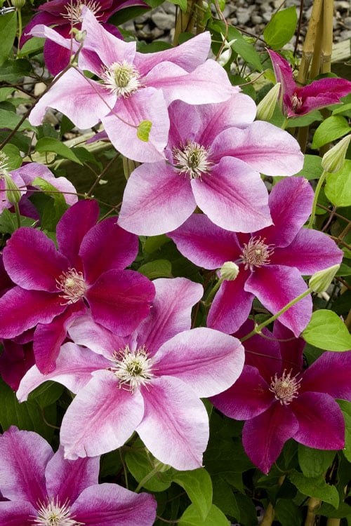  Killian Donahue Clematis - 1 Gallon Pot