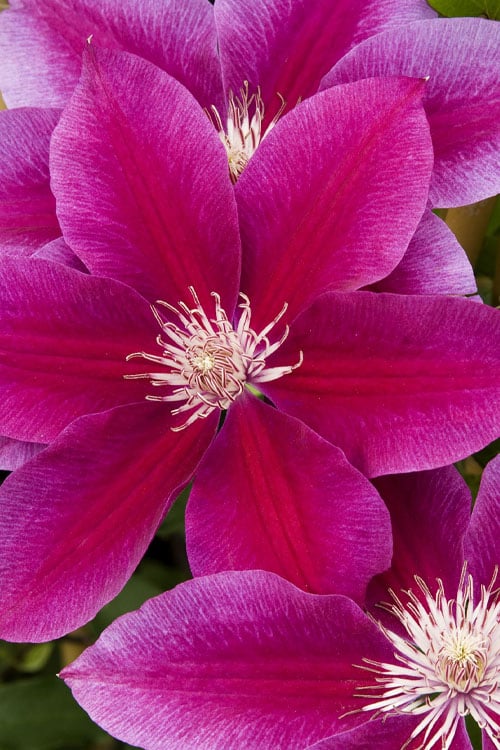  Killian Donahue Clematis - 1 Gallon Pot