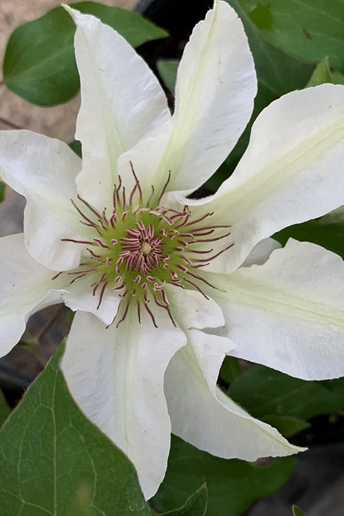  Kitty Clematis - 1 Gallon Pot