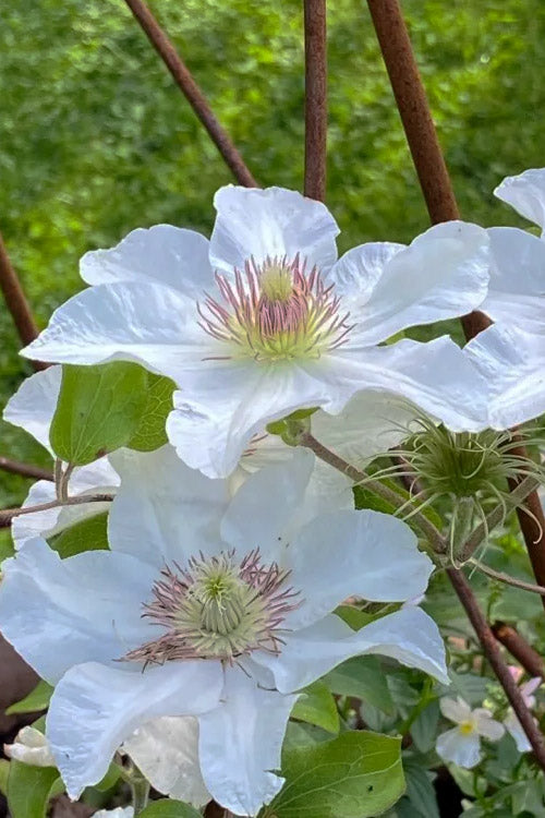  Kitty Clematis - 1 Gallon Pot