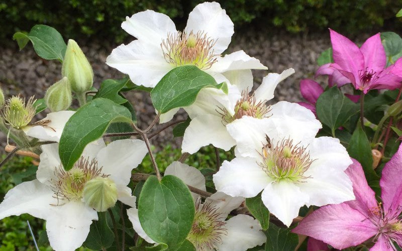  Kitty Clematis - 1 Gallon Pot