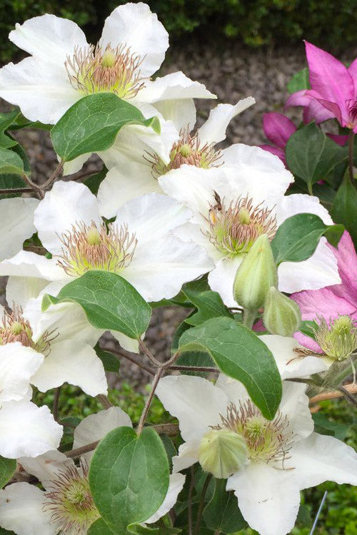  Kitty Clematis - 1 Gallon Pot
