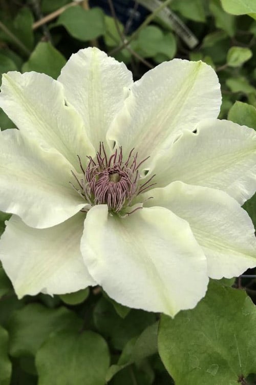  Kitty Clematis - 1 Gallon Pot