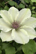  Kitty Clematis - 1 Gallon Pot