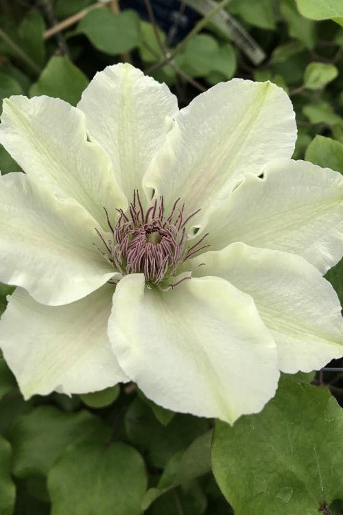  Kitty Clematis - 1 Gallon Pot