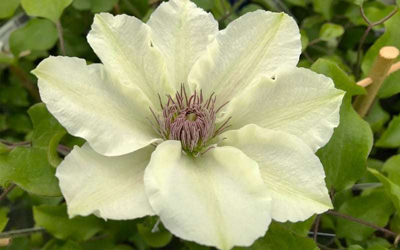  Kitty Clematis - 1 Gallon Pot