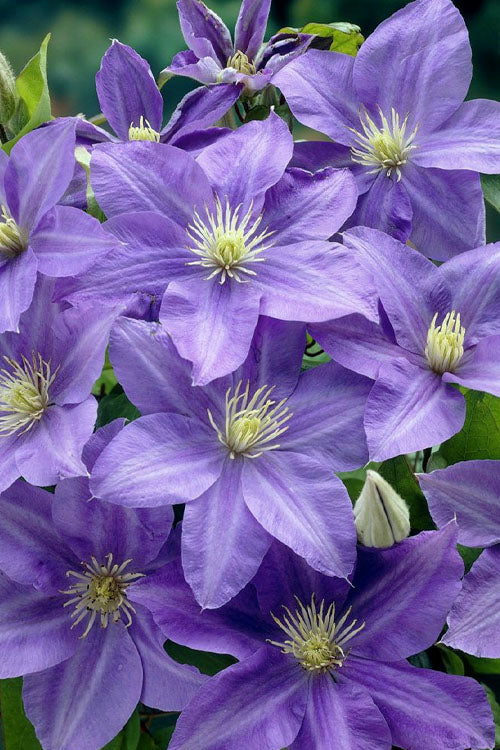  Lady Northcliffe Clematis - 1 Gallon Pot