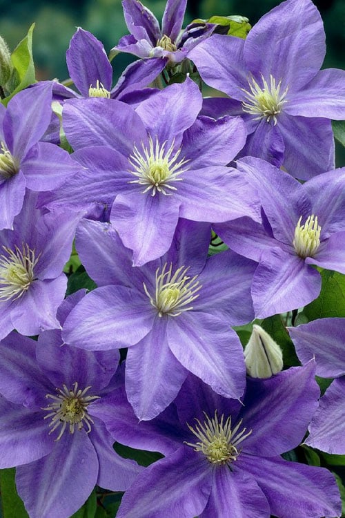  Lady Northcliffe Clematis - 1 Gallon Pot