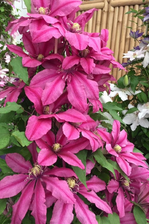  Liberation Clematis - 1 Gallon Pot
