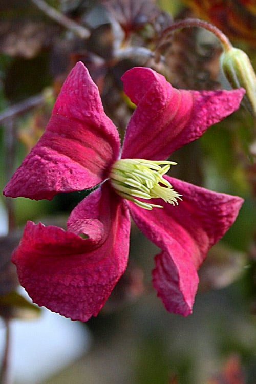  Madame Julia Correvon Clematis - 1 Gallon Pot