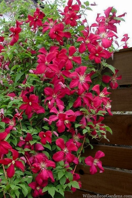  Madame Julia Correvon Clematis - 1 Gallon Pot