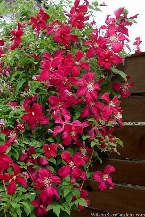  Madame Julia Correvon Clematis - 1 Gallon Pot
