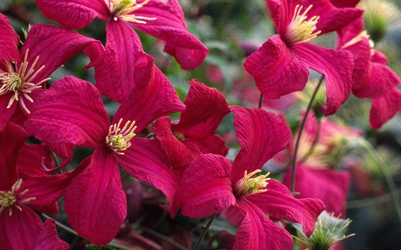 Madame Julia Correvon Clematis - 1 Gallon Pot