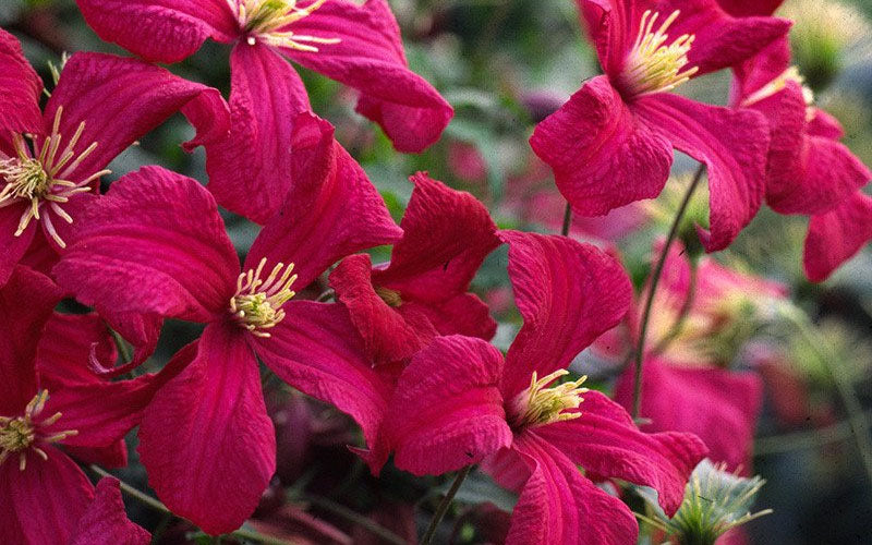  Madame Julia Correvon Clematis - 1 Gallon Pot