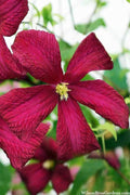  Madame Julia Correvon Clematis - 1 Gallon Pot