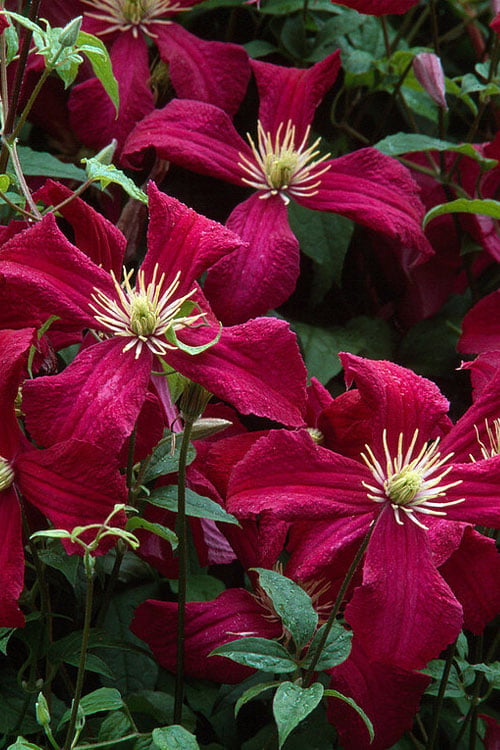 Madame Julia Correvon Clematis - 1 Gallon Pot
