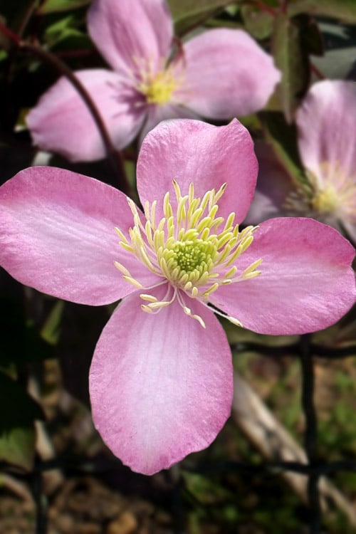  Montana Elizabeth Clematis - 1 Gallon Pot