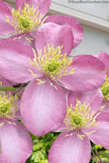  Montana Elizabeth Clematis - 1 Gallon Pot