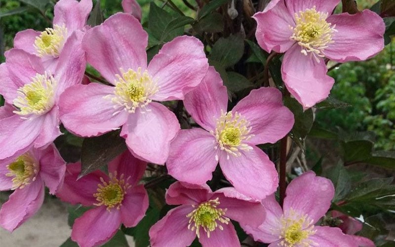  Montana Elizabeth Clematis - 1 Gallon Pot