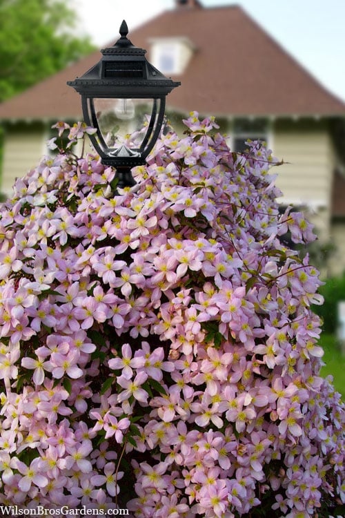  Montana Elizabeth Clematis - 1 Gallon Pot