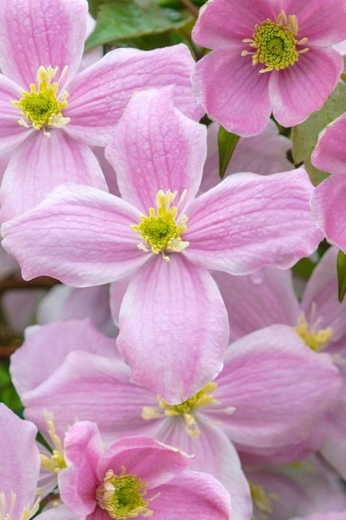  Mayleen Montana Clematis - 1 Gallon Pot