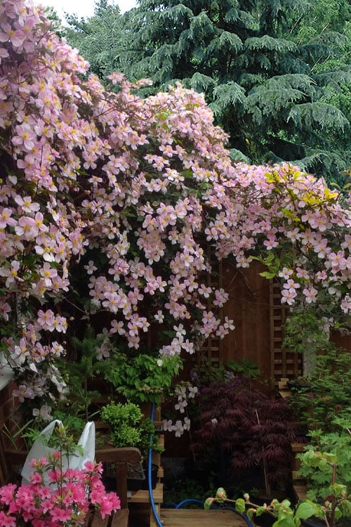  Mayleen Montana Clematis - 1 Gallon Pot