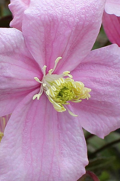  Mayleen Montana Clematis - 1 Gallon Pot