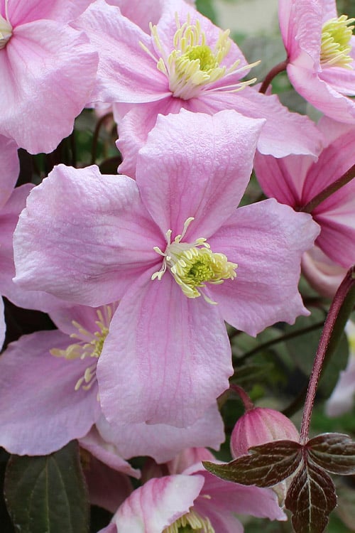  Mayleen Montana Clematis - 1 Gallon Pot