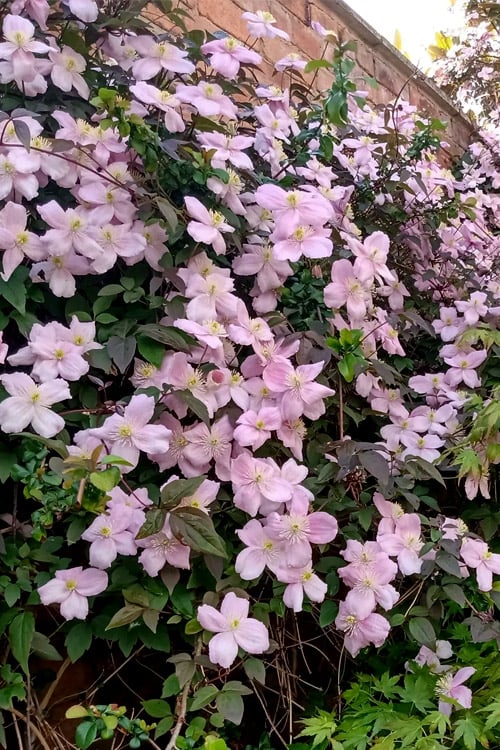  Mayleen Montana Clematis - 1 Gallon Pot
