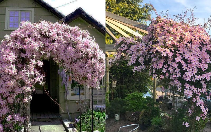  Mayleen Montana Clematis - 1 Gallon Pot