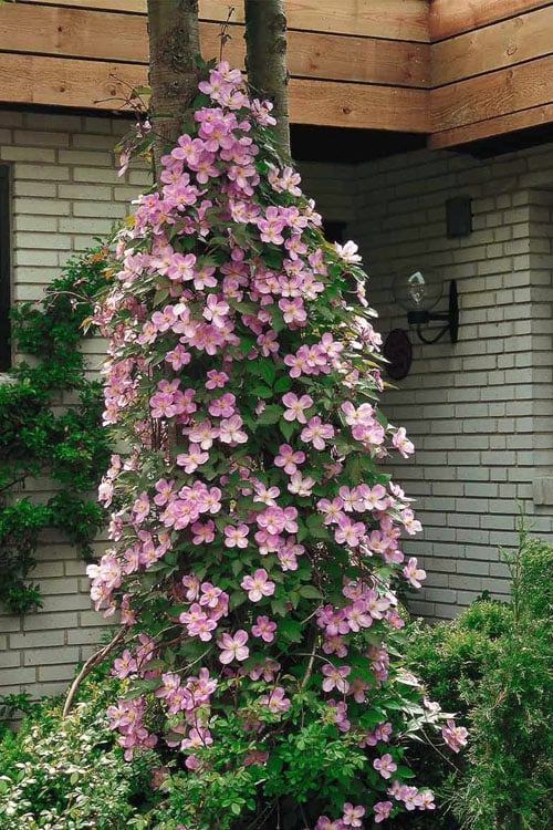  Montana Rubens Clematis - 1 Gallon Pot