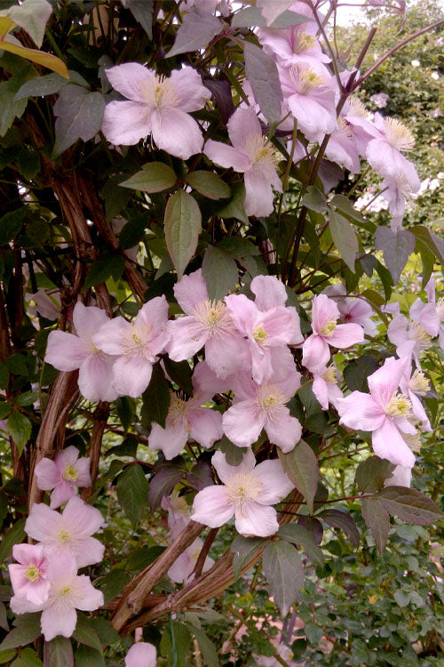  Montana Rubens Clematis - 1 Gallon Pot