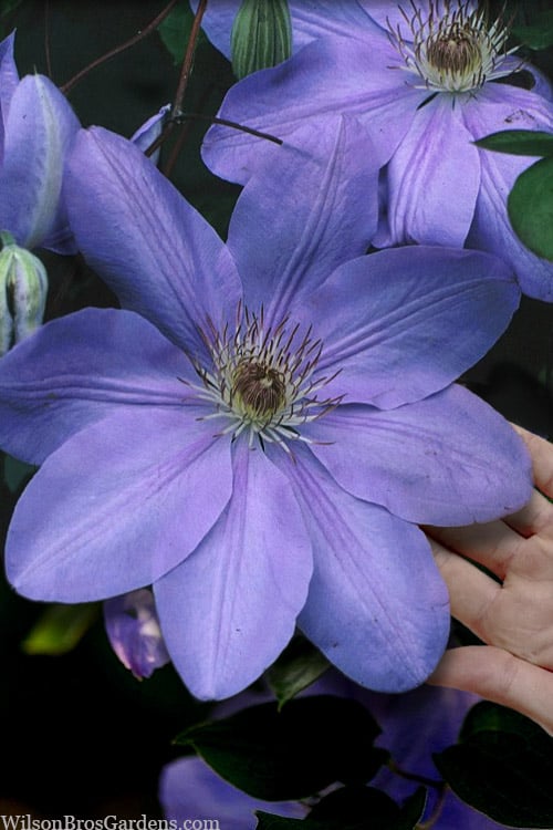  Mrs. Cholmondeley Clematis - 1 Gallon Pot